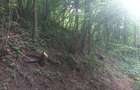 Vand sau schimb padure in Baia Mare - 3