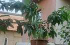 Casă cu 6 camere în Primăverii - 4