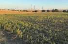 Teren intravilan 4.003 mp Frecatei, Tulcea - drum pe 3 laturi, curent - 8