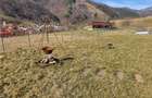 Vindem urgent 1035mp teren intravilan in Rau Sadului ,  SIBIU - 18