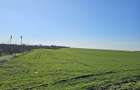 Teren extravilan 8600 mp Livada de Bihor - 1