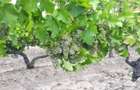 Vand teren agricol cu plantatie de vie - 3