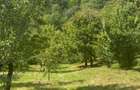 Teren de 2000 mp, în Malu cu Flori