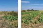 Teren extravilan Mavrodin, ID: R3505049