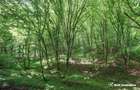 OCAZIE | 5755 mp PĂDURE matura in Stolna | Utilități 200m | Front 17m la drum | - 1