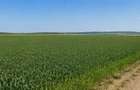 TEREN 15.000 MP LA 10 KM DE CRAIOVA-COMUNA MISCHII - 1