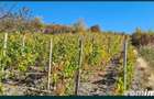 Vand teren Extravilan Buzau - Panorama de vis - 4