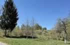 Teren intabulat de vanzare in satul Breb, Maramures - 3