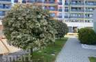 Apartament 2 camere deosebit BLOC NOU Borhanci - 16