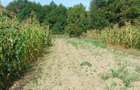 Teren agricol sat.Voroveni - 3