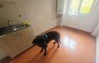 Inchiriez 2 camere pet friendly Centrul Civic str Toamnei nemobilat