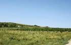 Plantatie Alun 2,9 ha - 8