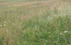 Teren 24134 mp Ciocanesti, Jud. Suceava - 3