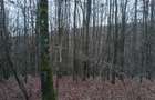 Vand teren forestier - Padure - 1