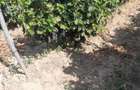 Vand 4,64 ha teren viticol cu plantatie de vita-de-vie Carligele, Podgoria Cotesti, Vrancea - 1