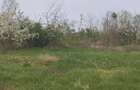 Vand urgent casa si gradina - 1