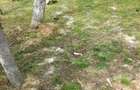 Casa de vacanta cu etaj la raul Nera DN 57 cu teren 4500 mp2 Naidas Nr.693 (CS)