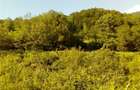Vand teren 6000mp, com Crasna, jud. Covasna - 3
