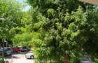 Apartament 2 camere Politehnica Park Residence, #987 - 2
