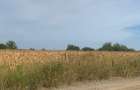 Vanzare Teren  intravilan  mixt  Moara Vlasiei Autostrada A3 - 4
