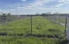 Pamant 1000 m2 pre? 45 euro negociabil - 2