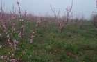 Teren de vanzare 6 hectare - 7