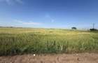 Teren 10 hectare pretabil pt panouri solare-Aricesti Rahtivani - 8