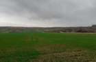 Teren agricol extravilan Onesti, jud. Bacau - 5