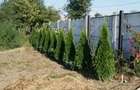 Vand doua case in Contesti - Teleorman - 3