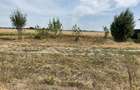 Teren 500 MP Clinceni, langa ferma de struti - 1