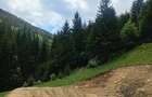 Teren de 3100 mp, în Muntele Băișorii - 2