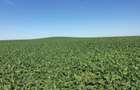 Vand teren agricol 103 ha compact in Judetul Timis