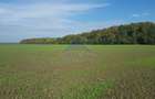 Vanzare teren 24.000 mp, la padure, Dascalu - Runcu