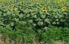 Vand teren bolintin deal - 1