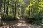Teren de Vis pe malul lacului Snagov / 4000 mp in inima Naturii /40 m - 9