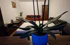 Apartament 1 Camera zona Iulius Mall Circumvalatiunii 300 euro