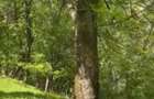 Vand teren extravilan comuna Barbatesti, Valcea, zona PARC NATIONAL!!! - 6