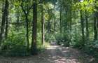 Teren de Vis pe malul lacului Snagov / 4000 mp in inima Naturii /40 m - 10