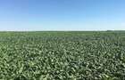 Vand 103 Ha Teren Agricol compact in Judetul Timis - 8