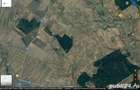 PADURE zona Sadina , Bolintin , Giurgiu - 5