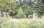 Busteni-Teren de vanzare cu o panorama superba - 10