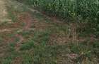 Ferma Agricol cu 1450 ha Sud Romania - 4