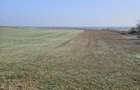 Vand teren Fundulea lac Gostile 1500m2la 30km Bucuresti - 2