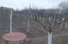 Teren de 966 mp, în Păuca - 9
