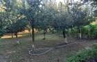 Casă cu 4 camere cu Teren 3590 Mp în Colceag - 2