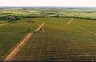 Vanzare VIE 16,5 ha, teren agricol Boldesti-Scaeni, langa crama Feruccio - 7