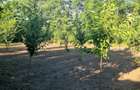 Casă în Bogdana - 2