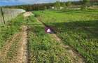 Teren 5600 mp Snagov Lac - 3