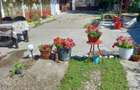 Vand Casa sat Greci comuna Osica de Sus - 3