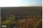 Teren intravilan arabil-com. Dumbrava, jud. Timis - 3